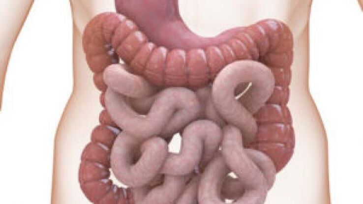 intestino